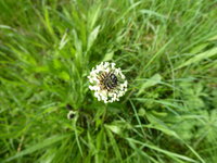 P1040183Spitzwegerich.JPG