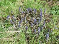 P1040184Kniechender Günsel.JPG