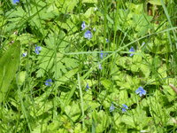 P1040185Ehrenpreis.JPG