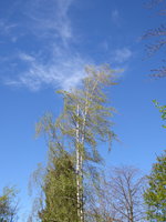 P1040190tanzende Birke.JPG