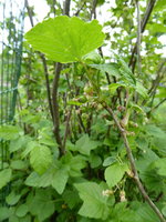 P1040195 schwarze Johannisbeere.JPG