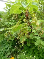 P1040197 rote Johannisbeere.webp