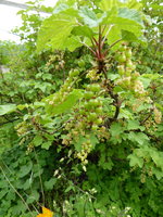 P1040197 rote Johannisbeere.JPG