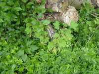 P1040198neuer Johannisbeerableger.JPG