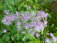 P1040213Wiesenraute.JPG