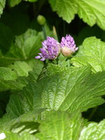 P1040215Zierlauch.JPG