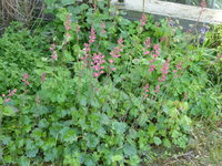 P1040216Heuchera.JPG