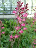 P1040217Heuchera.JPG