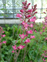 P1040217Heuchera.JPG