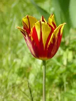 P1040219TUlpe.JPG