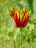 P1040219TUlpe.JPG