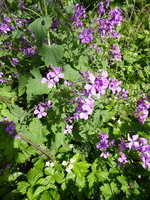 P1040223Mondviole.JPG