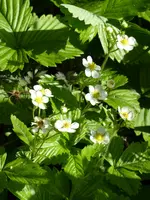 P1040224Walderdbeeren.JPG