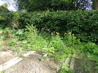 P1040227Gemüsebeet.JPG