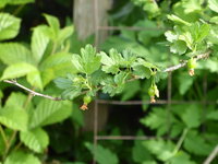 P1040228Stachelbeere Mittwoch.JPG