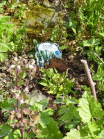 P1040232weißer Gartensalbei.JPG