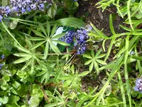 P1040233 blaue Lupine.webp
