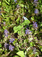 P1040234 schwarze Stockrose.JPG