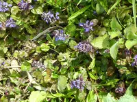 P1040235weiße Aster.webp