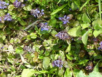 P1040235weiße Aster.JPG