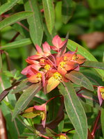 P1040239Himalaja Wolfsmilch.JPG