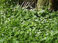 P1040242Bärlauch MIttwoch.JPG