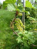P1040250rote Johannisbeere Mittwoch.JPG
