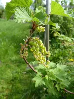 P1040250rote Johannisbeere Mittwoch.webp