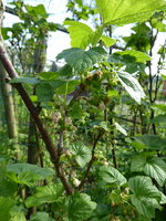 P1040251schwarze Johannisbeere Mittwoch.JPG
