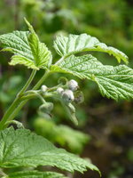 P1040252Himbeere.JPG