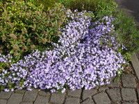 P1040225Polsterphlox.JPG