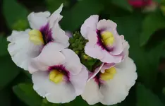 2024blmn (100) 31.webp