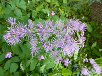 P1040213Wiesenraute.JPG