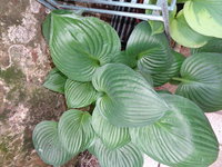 hosta (184).JPG