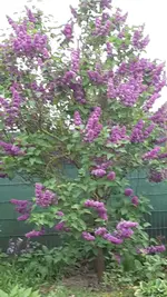 Flieder lila.webp