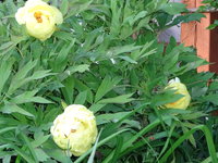 DSC03371.JPG