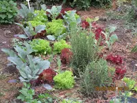 Salat Freiland.webp