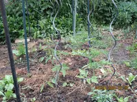 Tomaten Freiland.webp