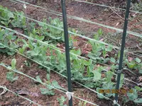 Markerbsen.webp