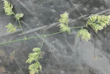 Dactylis glomerata Rispe 20220610.webp