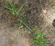 Dactylis + P. annua 20230503.webp