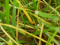 Rost 20180512.webp