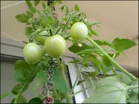 c069.webp