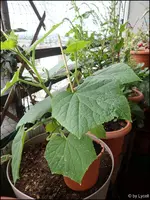 c074.webp