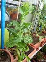 c076.webp