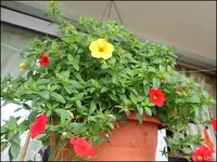 c077.webp