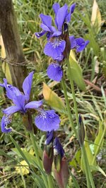 IMG_9898.jpeg