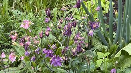 IMG_9902.jpeg