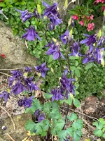 IMG_5046.jpeg