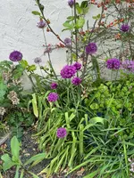 IMG_5038.jpeg